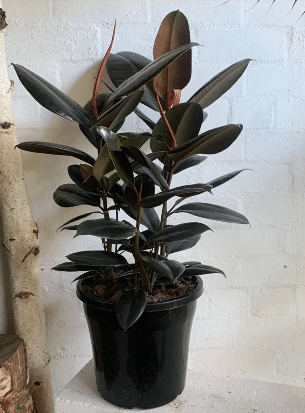 Burgundy Rubber Plant in black pot